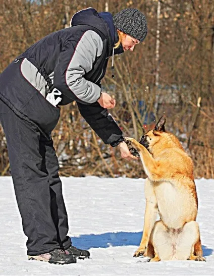 Як навчити собаку робити «іспанська крок», школа прикладної етології ( «іспанським кроком» лівої) Як навчити собаку робити «іспанська крок», школа прикладної етології