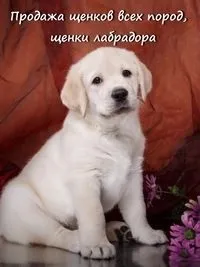 Яка кількість сухого корму давати цуценяті, мій щеня (сухого) Яка кількість сухого корму давати цуценяті, мій щеня