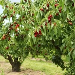 Як запилювати черешню самостійно вручну (запилювати) Як запилювати черешню самостійно вручну