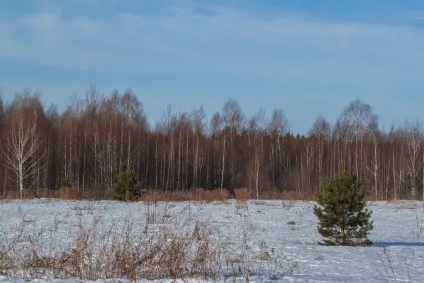 Як знайти тетерука ток