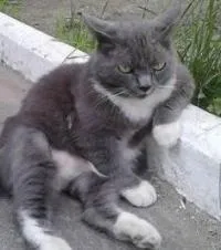 Як відрізнити кота від кішки (кішки) Як відрізнити кота від кішки