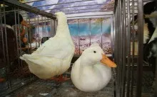 Як відкрити фітнес клуб з нуля і що для цього потрібно, вартість бізнесу (фітнес) Як відкрити фітнес клуб з нуля і що для цього потрібно, вартість бізнесу