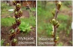 Як відрізнити обліпиху чоловічу від жіночої, і як їх правильно посадити, фото, відео (правильно) Як відрізнити обліпиху чоловічу від жіночої, і як їх правильно посадити, фото, відео