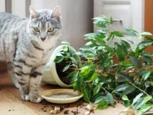 Як відучити кішку від кімнатних квітів, досвід жінки