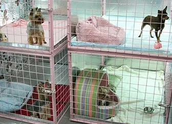 Як відкрити готель для домашніх тварин (домашніх) Як відкрити готель для домашніх тварин