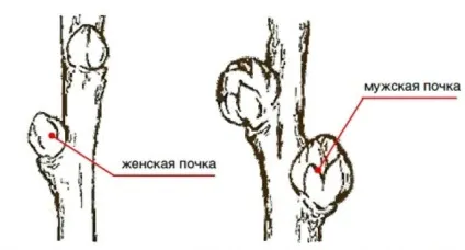 Як відрізнити обліпиху чоловічу від жіночої, і як їх правильно посадити, фото, відео (правильно) Як відрізнити обліпиху чоловічу від жіночої, і як їх правильно посадити, фото, відео