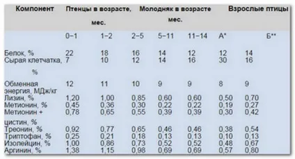 Як відкрити страусину ферму (серпень 2017) (2017) Як відкрити страусину ферму (серпень 2017)