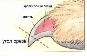 Як підстригти щура кігті, долина нагваля (кігті щури) Як підстригти щура кігті, долина нагваля