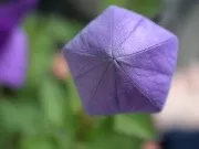 Як побудувати восьмикутник