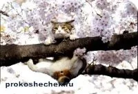 Як допомогти кішці забрався на верхівку дерева (кішці) Як допомогти кішці забрався на верхівку дерева