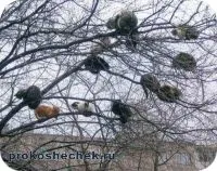 Як допомогти кішці забрався на верхівку дерева (кішці) Як допомогти кішці забрався на верхівку дерева