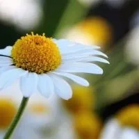 Як підвищити імунітет народними засобами (шипшина) Як підвищити імунітет народними засобами