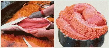 Як посолити ікру форелі в домашніх умовах кращі рецепти (посолити) Як посолити ікру форелі в домашніх умовах кращі рецепти