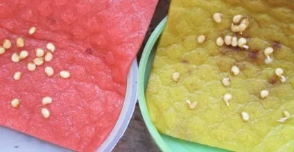 Як отримати хороший урожай перцю з грядки, городник (перцю) Як отримати хороший урожай перцю з грядки, городник