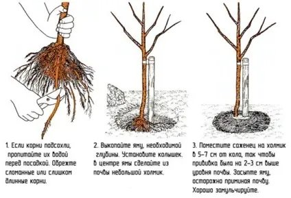 Як посадити сливу восени - докладна інструкція (сливу) Як посадити сливу восени - докладна інструкція