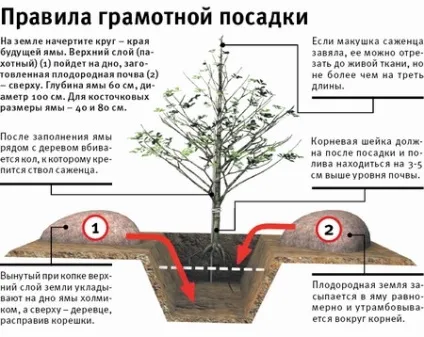 Як посадити сливу восени - докладна інструкція (восени) Як посадити сливу восени - докладна інструкція