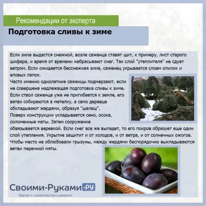 Як посадити сливу восени - докладна інструкція (посадити сливу восени) Як посадити сливу восени - докладна інструкція