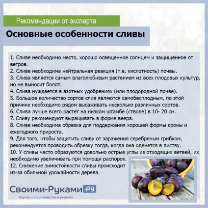 Як посадити сливу восени - докладна інструкція (посадити сливу восени) Як посадити сливу восени - докладна інструкція