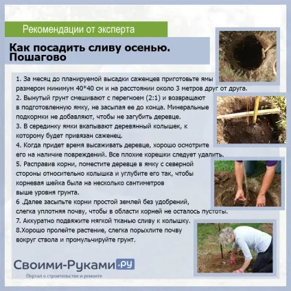Як посадити сливу восени - докладна інструкція (посадити сливу восени) Як посадити сливу восени - докладна інструкція