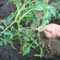 Як правильно поливати помідори в теплиці з полікарбонату щоб краще росли (полікарбонату) Як правильно поливати помідори в теплиці з полікарбонату щоб краще росли