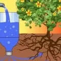 Як правильно поливати помідори в теплиці з полікарбонату щоб краще росли (помідори) Як правильно поливати помідори в теплиці з полікарбонату щоб краще росли