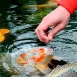 Як правильно годувати акваріумних рибок, світ акваріума (годувати акваріумних рибок) Як правильно годувати акваріумних рибок, світ акваріума