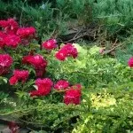 Як правильно сформувати в'юнкі троянди (плетисті) Як правильно сформувати в'юнкі троянди