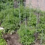 Як правильно підв'язувати помідори поради та рекомендації (помідори) Як правильно підв'язувати помідори поради та рекомендації