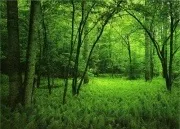 Як запобігти екологічні катастрофи (природний) Як запобігти екологічні катастрофи