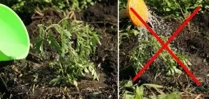 Як правильно поливати помідори в теплиці з полікарбонату щоб краще росли (теплиці) Як правильно поливати помідори в теплиці з полікарбонату щоб краще росли
