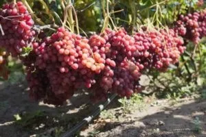Як правильно садити дерева і чагарники на дачі і ділянці, поради по вирощуванню і догляду (дерева) Як правильно садити дерева і чагарники на дачі і ділянці, поради по вирощуванню і догляду