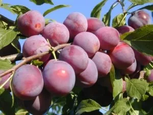 Як правильно садити дерева і чагарники на дачі і ділянці, поради по вирощуванню і догляду (чагарники) Як правильно садити дерева і чагарники на дачі і ділянці, поради по вирощуванню і догляду