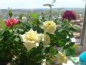 Як правильно пересадити кімнатну троянду після покупки (троянду) Як правильно пересадити кімнатну троянду після покупки