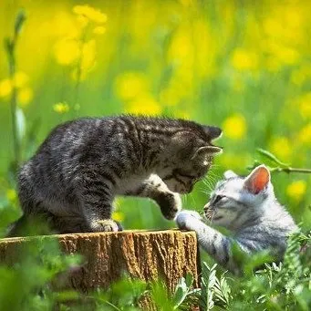 Як познайомити кота з кішкою, знайомство кота з кішкою (кішкою) Як познайомити кота з кішкою, знайомство кота з кішкою