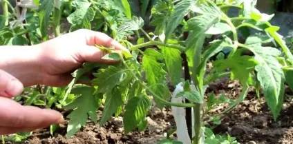 Як правильно підв'язувати помідори поради та рекомендації (помідори) Як правильно підв'язувати помідори поради та рекомендації