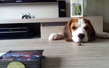 Як правильно годувати биглей, що не можна давати, фото і відео (правильно) Як правильно годувати биглей, що не можна давати, фото і відео