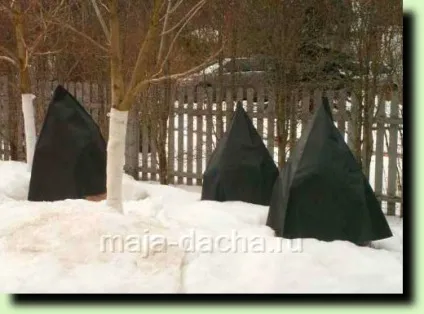 Як правильно вкрити дерево або чагарник на зиму, дача своїми руками (укрити) Як правильно вкрити дерево або чагарник на зиму, дача своїми руками
