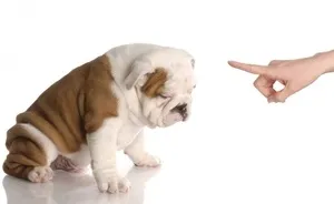 Як привчати собаку до туалету на вулиці і в будинку як навчити собаку ходити на унітаз (привчати) Як привчати собаку до туалету на вулиці і в будинку як навчити собаку ходити на унітаз