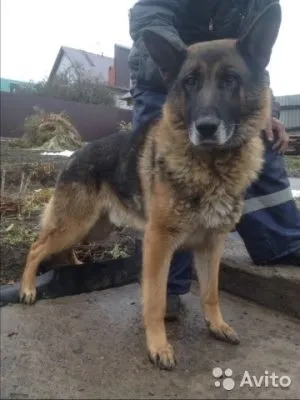 Як привчити цуценя мопса до пелюшці, мій щеня (мопса) Як привчити цуценя мопса до пелюшці, мій щеня