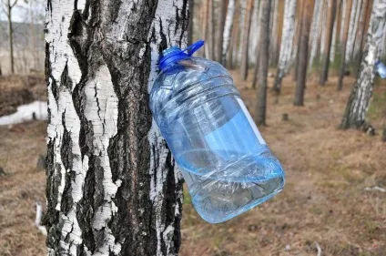 Як приготувати березовий сік зробити в домашніх умовах (березовий) Як приготувати березовий сік зробити в домашніх умовах