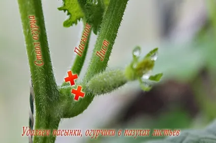 Як прищипувати огірки правильно інструкція (огірки) Як прищипувати огірки правильно інструкція