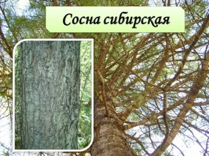 Як проростити кедрові горішки (ростуть кедрові горіхи) Як проростити кедрові горішки