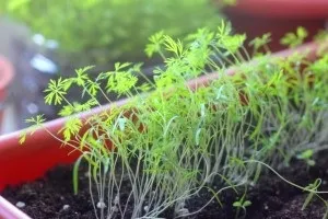Як садити і вирощувати кріп на балконі (кріп) Як садити і вирощувати кріп на балконі