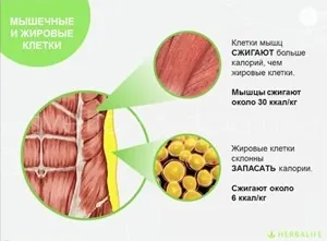 Як розрахувати індекс маси тіла, правильне схуднення, Гербал, herbal (Гербал) Як розрахувати індекс маси тіла, правильне схуднення, Гербал, herbal