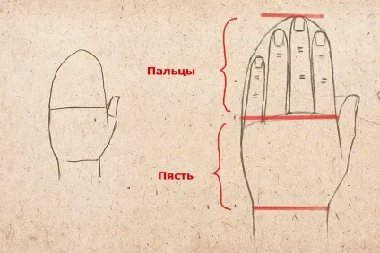 Як малювати руки руку людини кисть пальці кулак