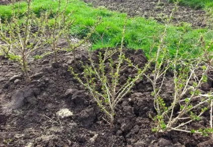 Як садити агрус навесні покрокова інструкція, відео та фото (агрус відноситься культурам які) Як садити агрус навесні покрокова інструкція, відео та фото