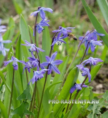 Хионодокса (chionodoxa) посадка, догляд, вигонка, розмноження
