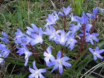 Хіонодокси фото і опис квітки, посадка, догляд і вирощування хіонодокси у відкритому грунті