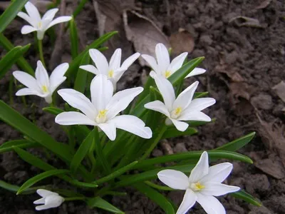 Хіонодокси фото і опис квітки, посадка, догляд і вирощування хіонодокси у відкритому грунті