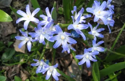 Хіонодокси фото і опис квітки, посадка, догляд і вирощування хіонодокси у відкритому грунті